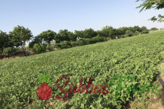 agri-field-pomegranate-organic-india