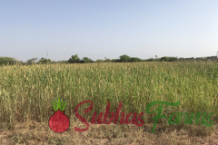 farming-field-pomegranate-aloe-tamilnadu
