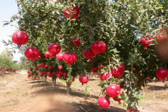 organic-Pomegranate-anar-production-india