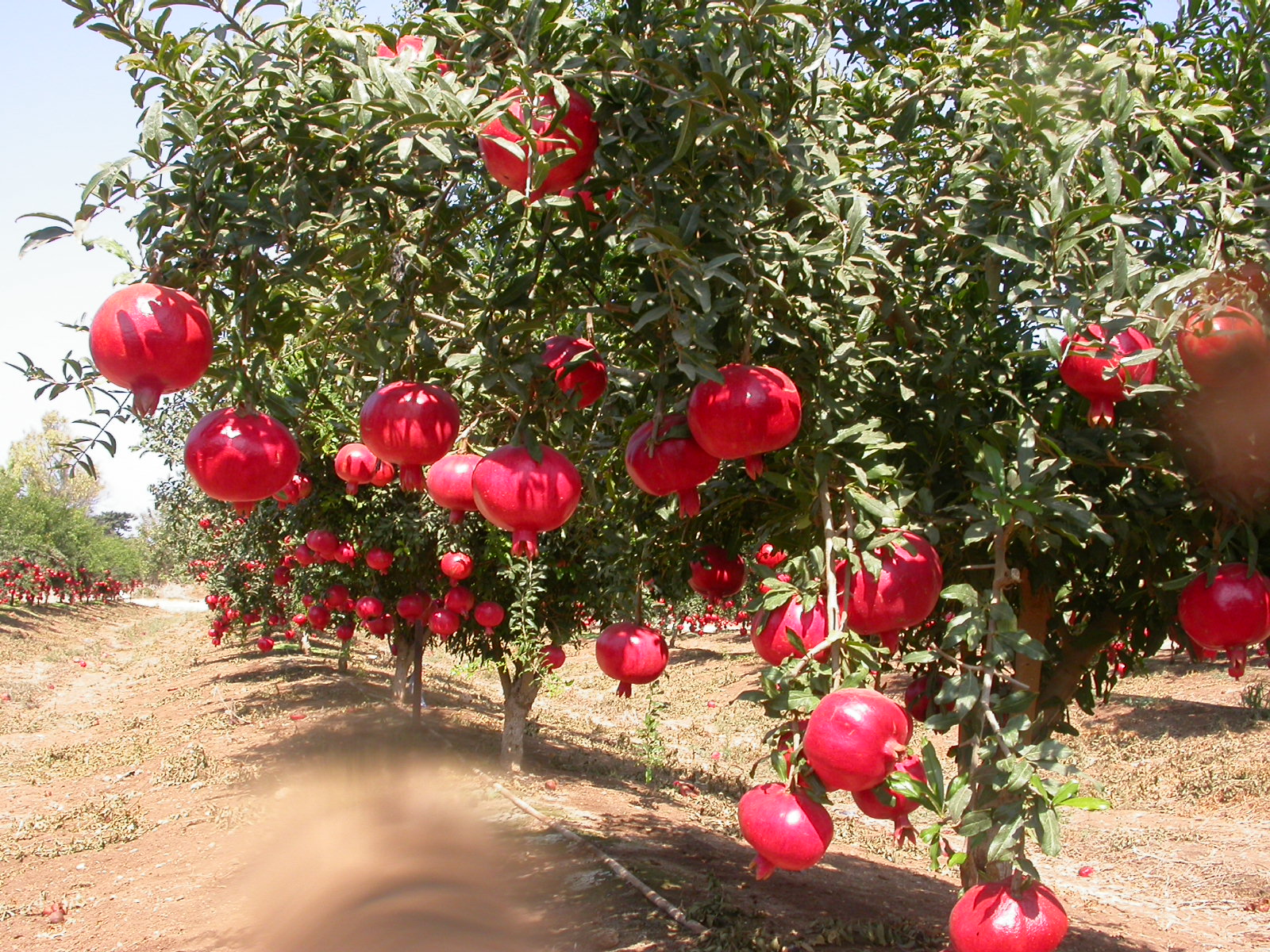 organic Pomegranate anar production india